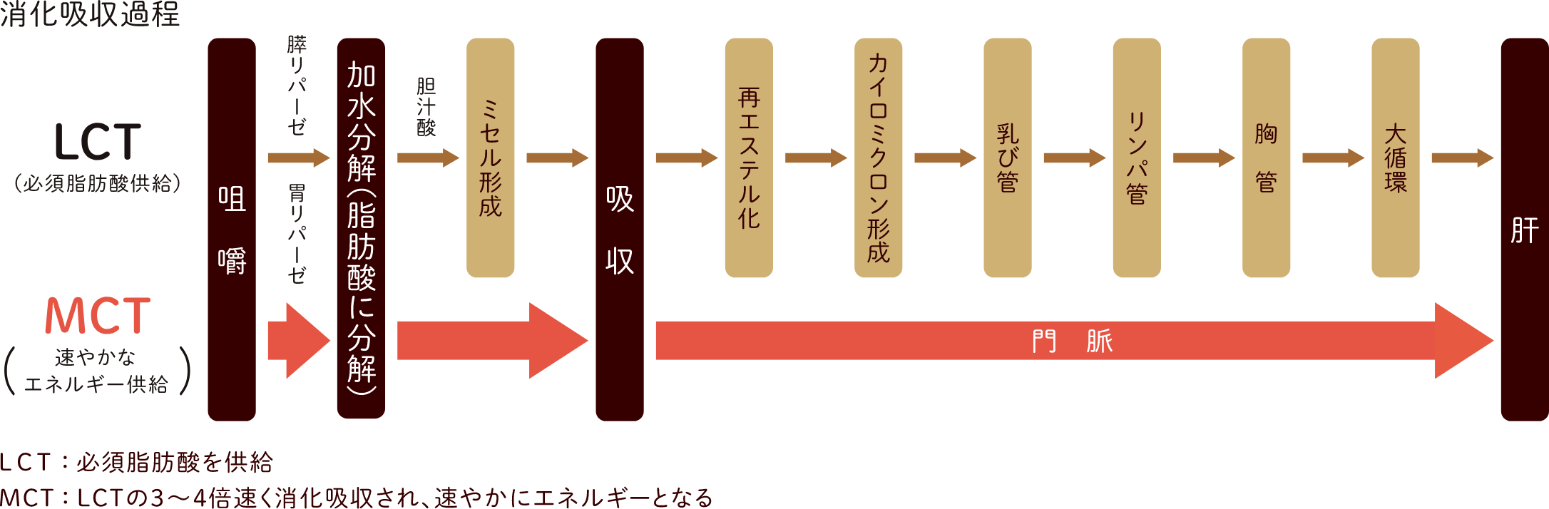 消化吸収過程の図